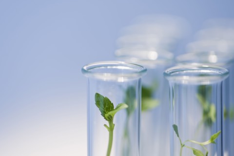 Test tubes with plants.