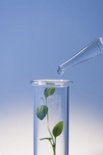 Test tube with plants.
