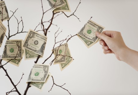 Money tree.