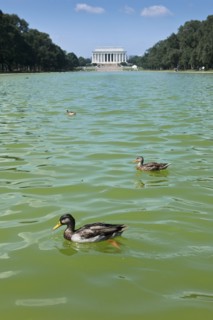 Ducks swimming.