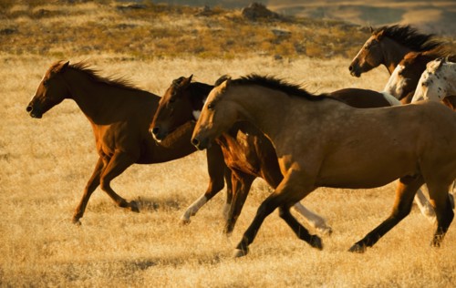 Wild horses.