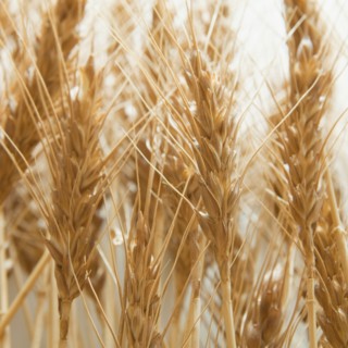 Wheat