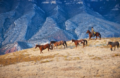 Cowboy herding wild horses.