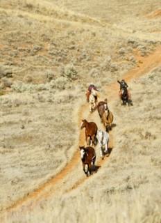 Horseback rider herding wild horses.
