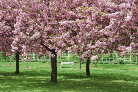 Cherry Blossoms
