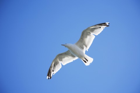 Seagull soaring