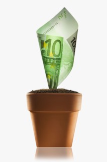 Money Plant