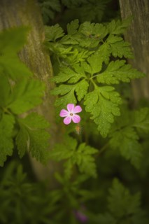Close-up of pink flower