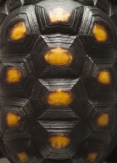 Turtle shell