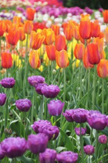 Tulips
