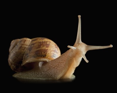 Snail and reflection
