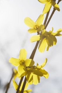 Yellow flowers