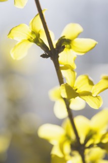 Yellow flowers