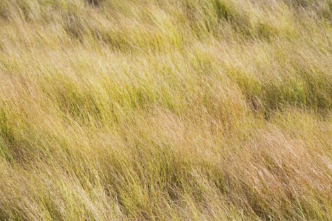 Field