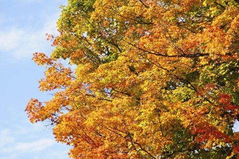 Fall foliage