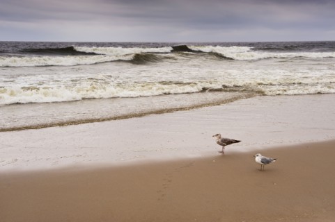 Seagulls on the beach.