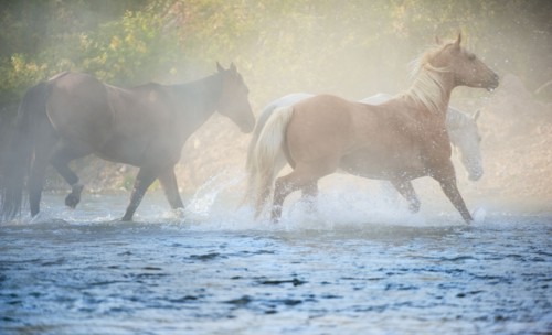 Wild horses running through water.