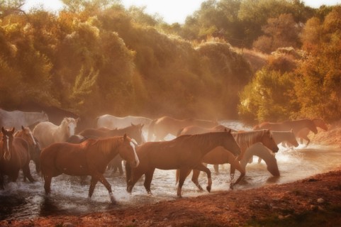 Wild horses.