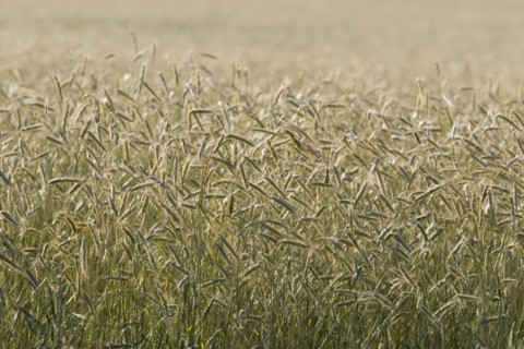Grain
