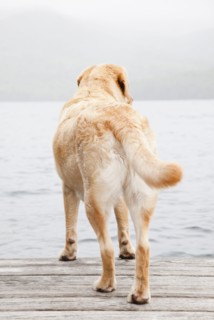 Dog on dock