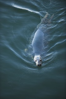 Harbor seal.