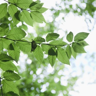 Leaves in sunlight