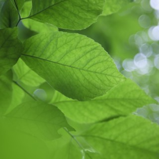 Leaves in sunlight