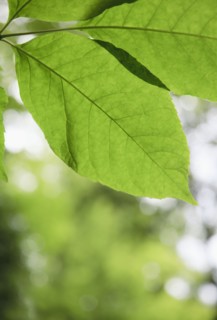 Leaves in sunlight