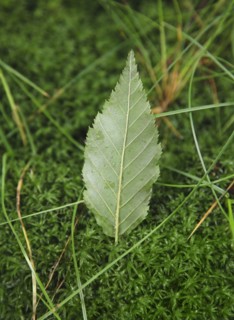 Leaf on moss