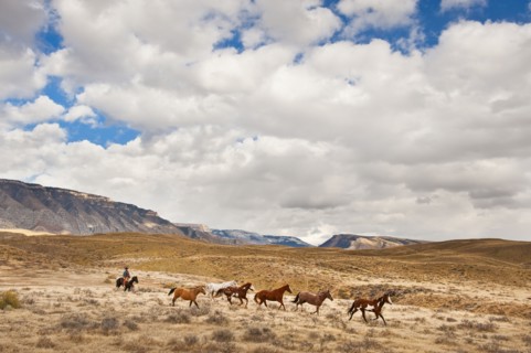 Cowboy herding horses.