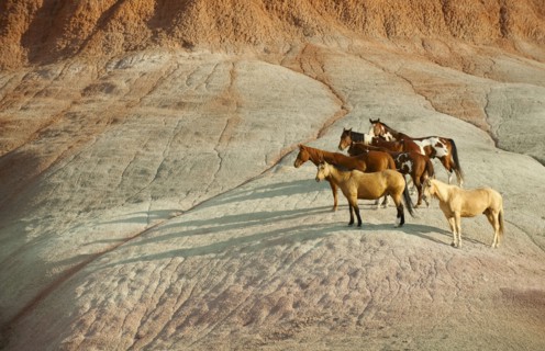 Wild horses.