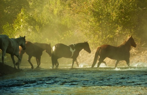 Wild horses.