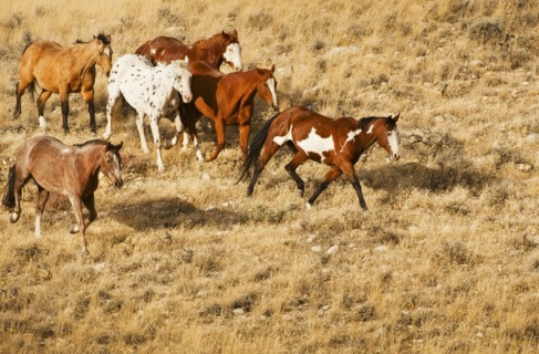 Wild horses.
