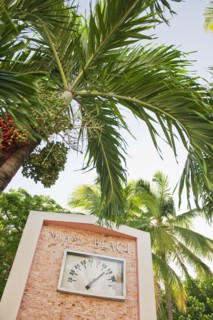 Palm trees and thermometer.