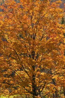 Fall foliage