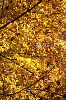Fall foliage