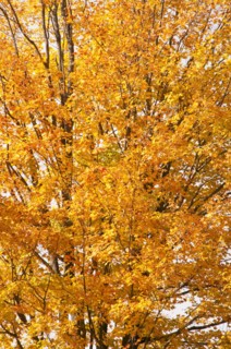 Fall foliage
