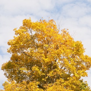 Fall foliage
