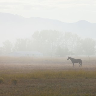 Horse in field