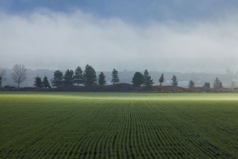 Wheat field