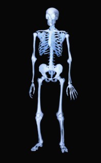 Skeleton