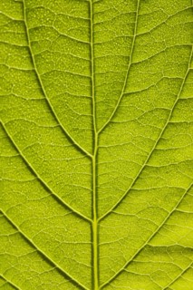 Leaf