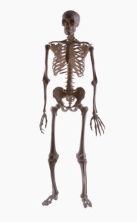 Skeleton