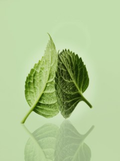 Leaves