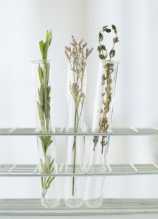 Herbs in test tubes