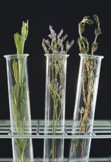 Herbs in test tubes