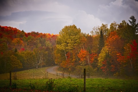 Fall Foliage