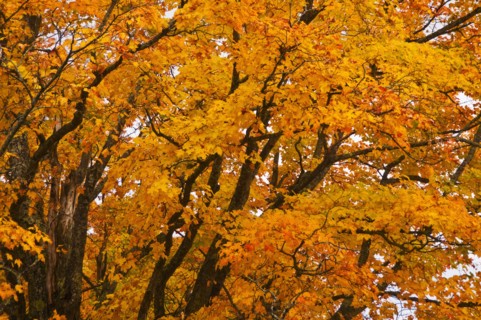 Fall Foliage