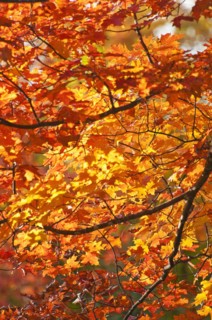 Fall Foliage
