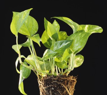 Plant and roots in dirt